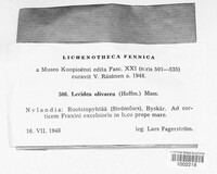 Solenopsora olivacea image